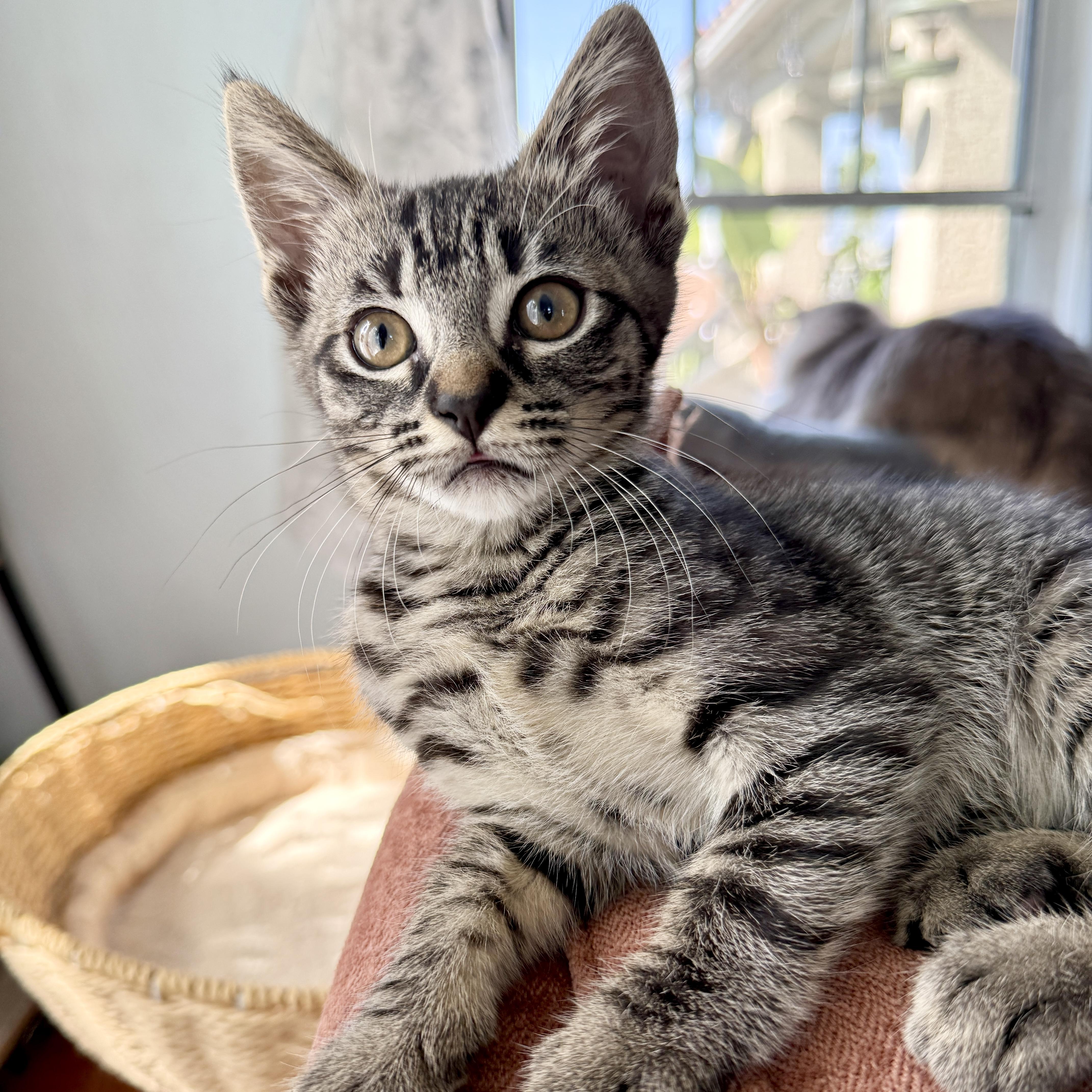 Enlarge Kira, a ADOPTABLE Domestic Short Hair in Los Angeles, CA image 3/6