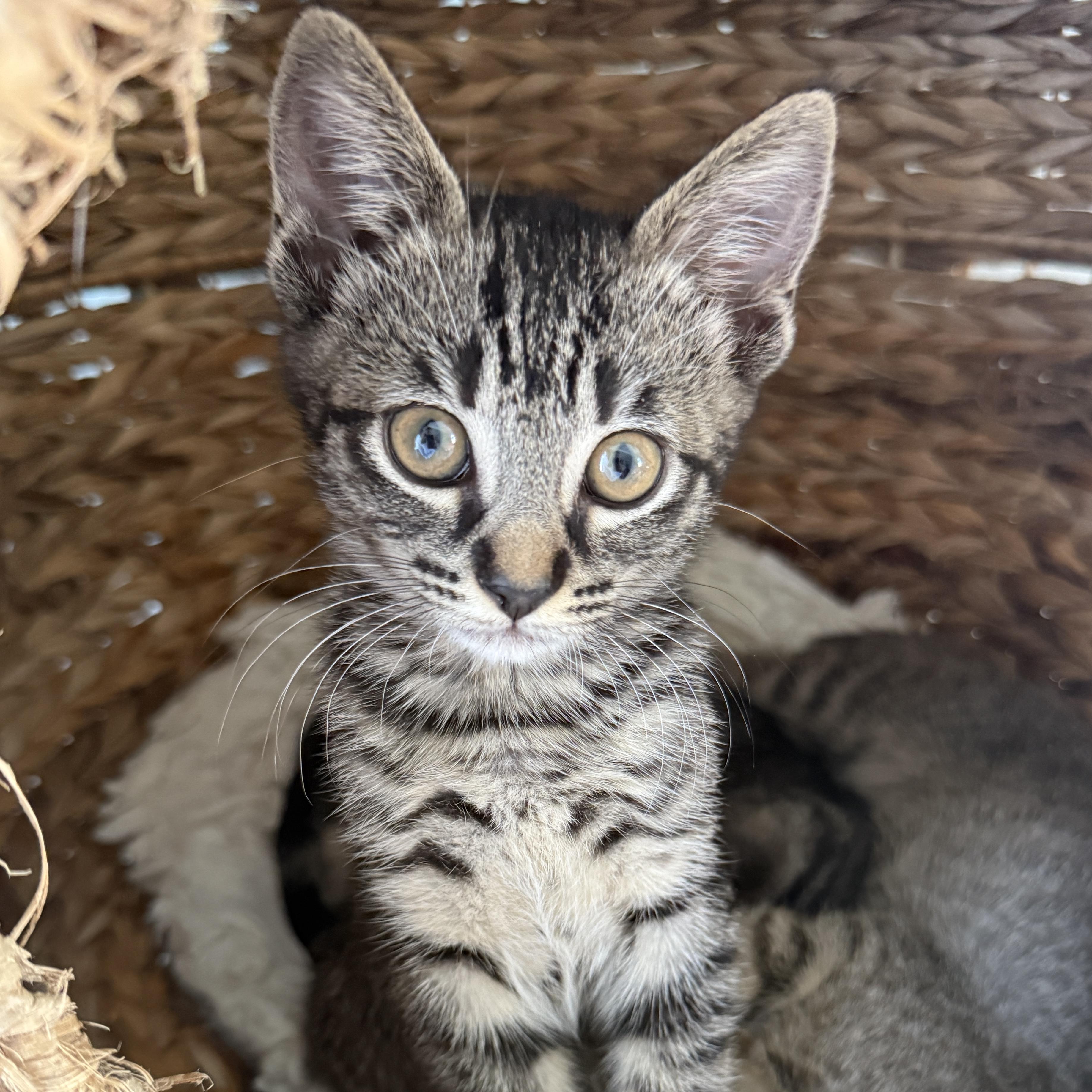 Enlarge Kira, a ADOPTABLE Domestic Short Hair in Los Angeles, CA image 2/6