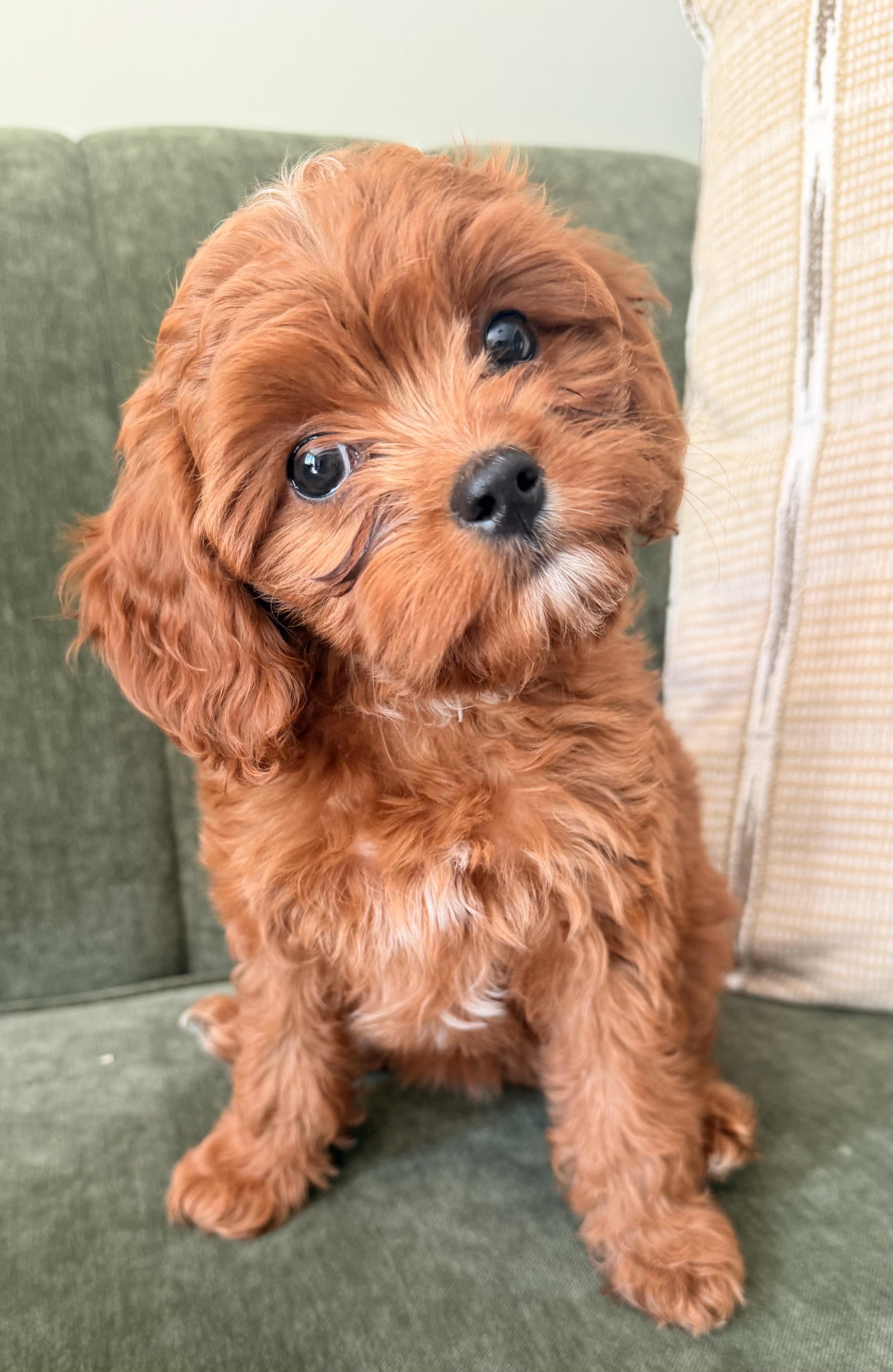 Autumn, Adopted, Puppy Female Cavalier King Charles Spaniel & Poodle.