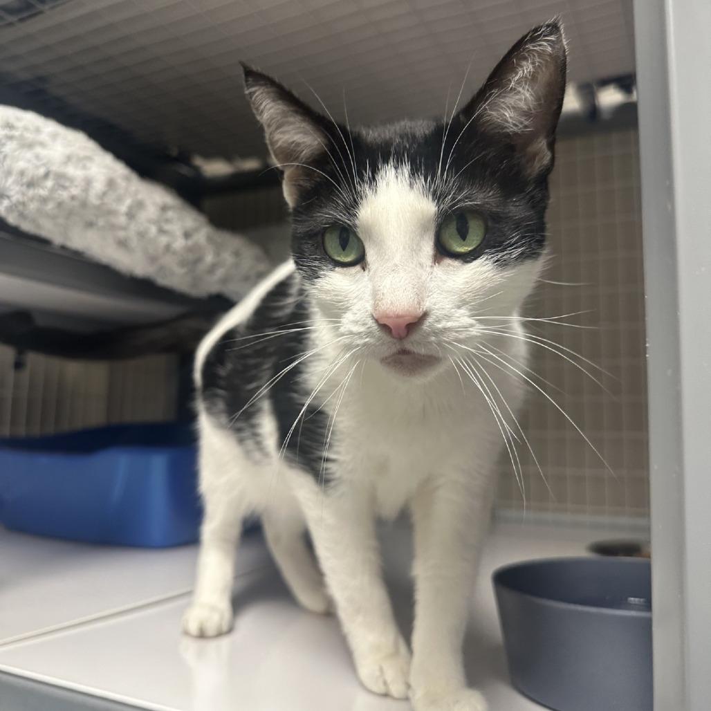 Enlarge Zoe, a Adoptable Domestic Short Hair in Blue Ridge, GA image 1/3