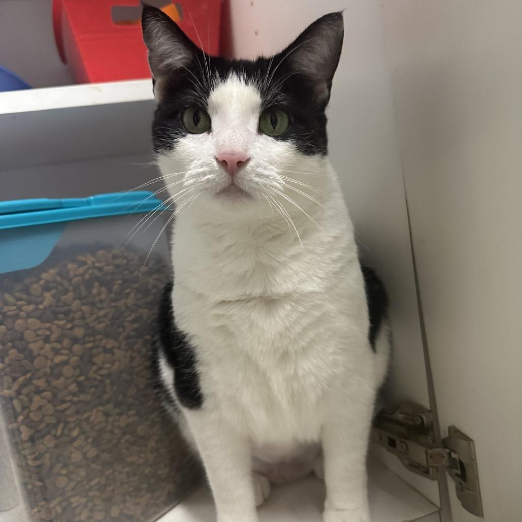 Enlarge Zoe, a Adoptable Domestic Short Hair in Blue Ridge, GA image 2/3