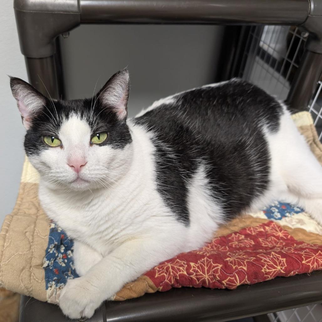 Enlarge Zoe, a Adoptable Domestic Short Hair in Blue Ridge, GA image 3/3