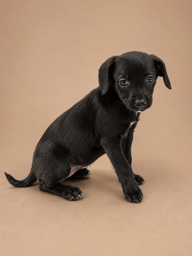 Dory, Adoptable, Puppy Female Mixed Breed.