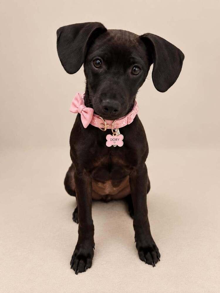 Enlarge Dory, a Adoptable mixed breed in Statesboro, GA image 2/5