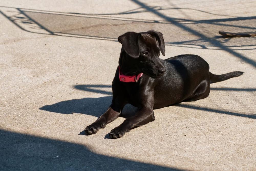 Enlarge Dory, a Adoptable mixed breed in Statesboro, GA image 3/5