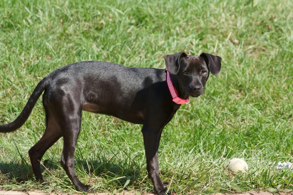 Enlarge Dory, a Adoptable mixed breed in Statesboro, GA image 5/5