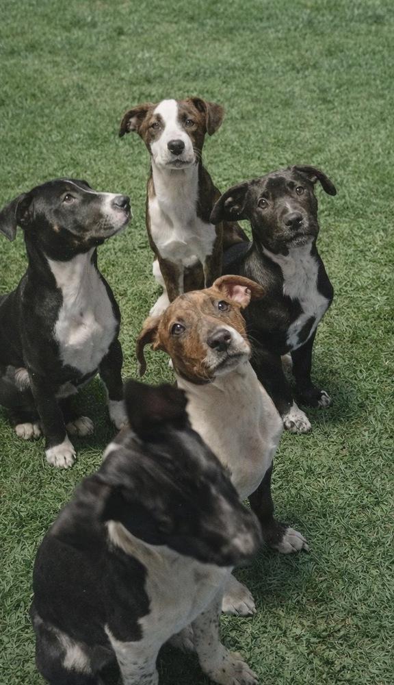 Bean, Adoptable, Puppy Female Hound & Terrier.