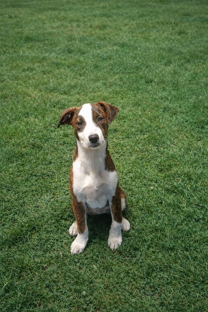 Enlarge Bean, a Adoptable mixed breed in Carrollton, VA image 2/4