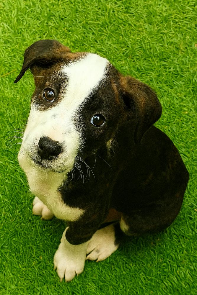 Bean, Adoptable, Puppy Female Hound & Terrier.