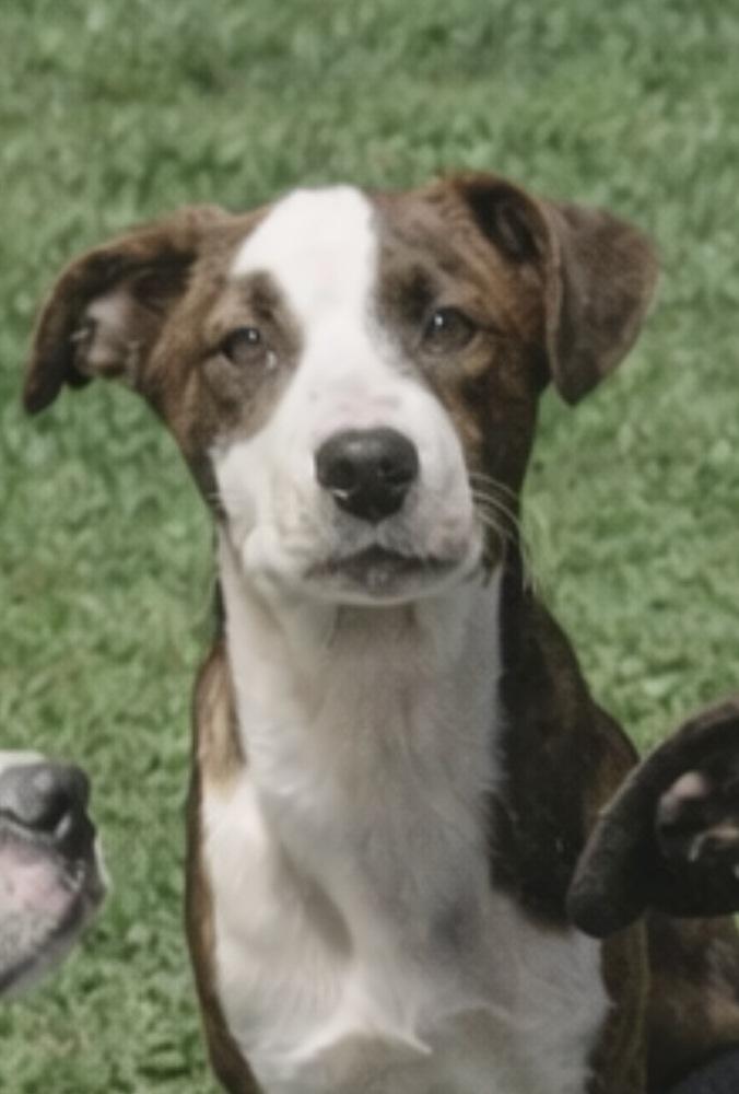 Enlarge Bean, a Adoptable mixed breed in Carrollton, VA image 4/4