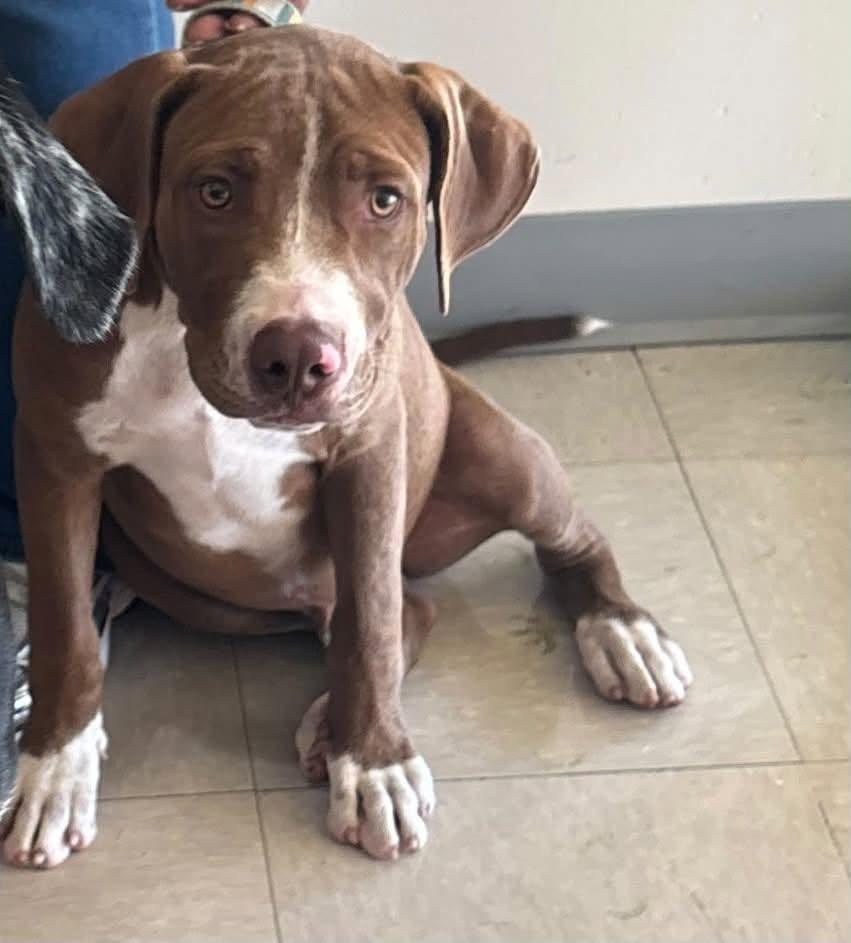 Jesse, Adoptable, Young Male Mixed Breed.