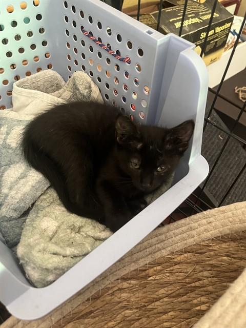 FRITTER, Adoptable, Kitten Male Domestic Short Hair.