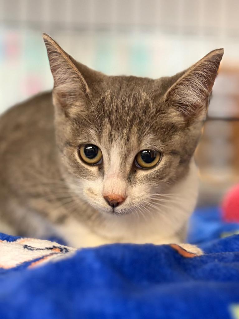 Baby Ruth, Adoptable, Kitten Female Domestic Short Hair.
