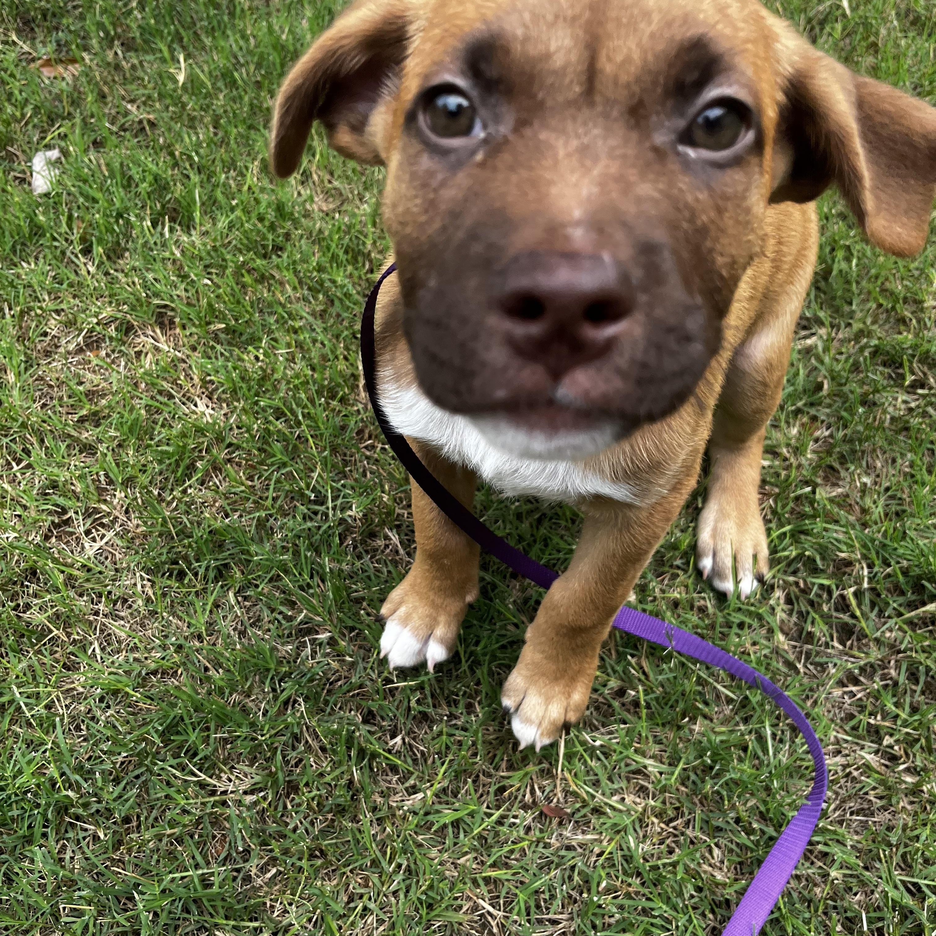 Enlarge Rio, a ADOPTABLE mixed breed in Cumming, GA image 4/6