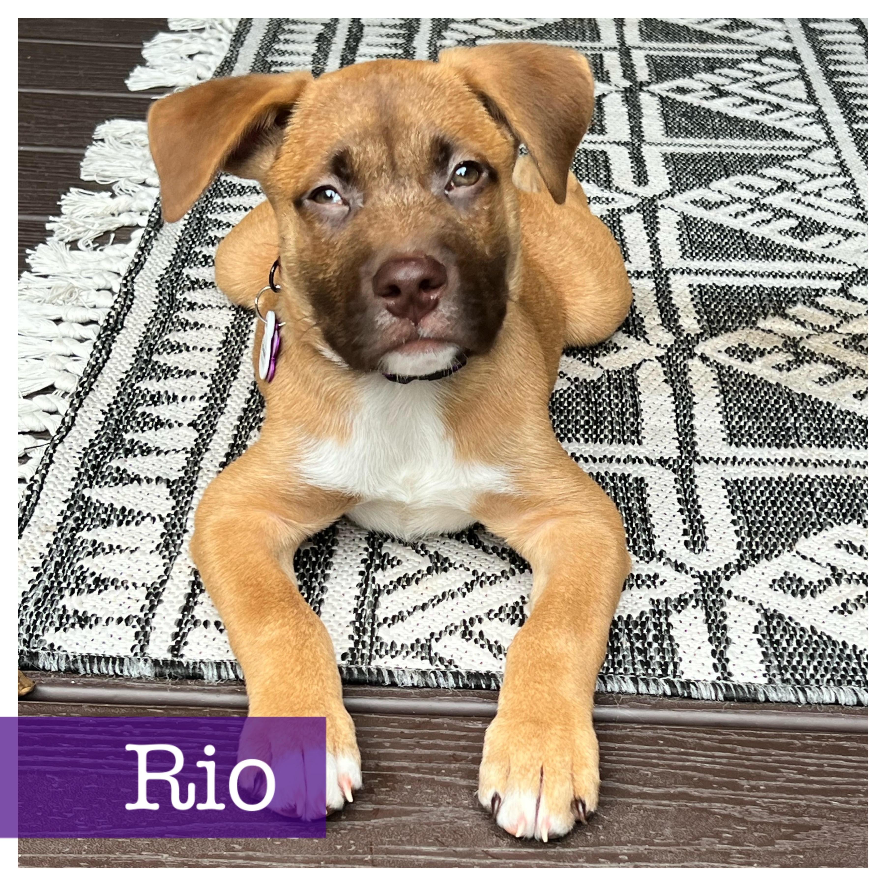 Rio, ADOPTABLE, Puppy Male Black Mouth Cur & Terrier.