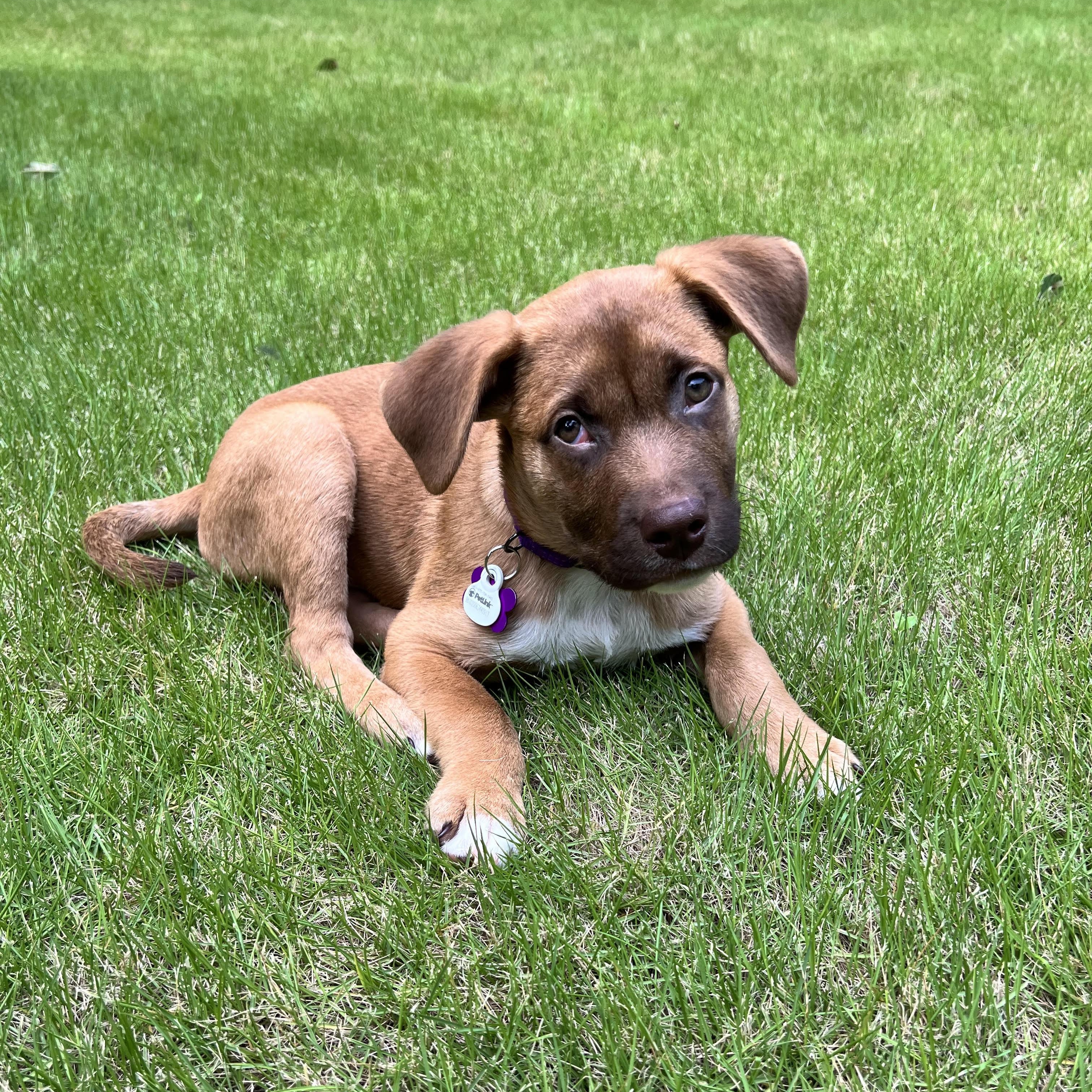 Enlarge Rio, a ADOPTABLE mixed breed in Cumming, GA image 6/6
