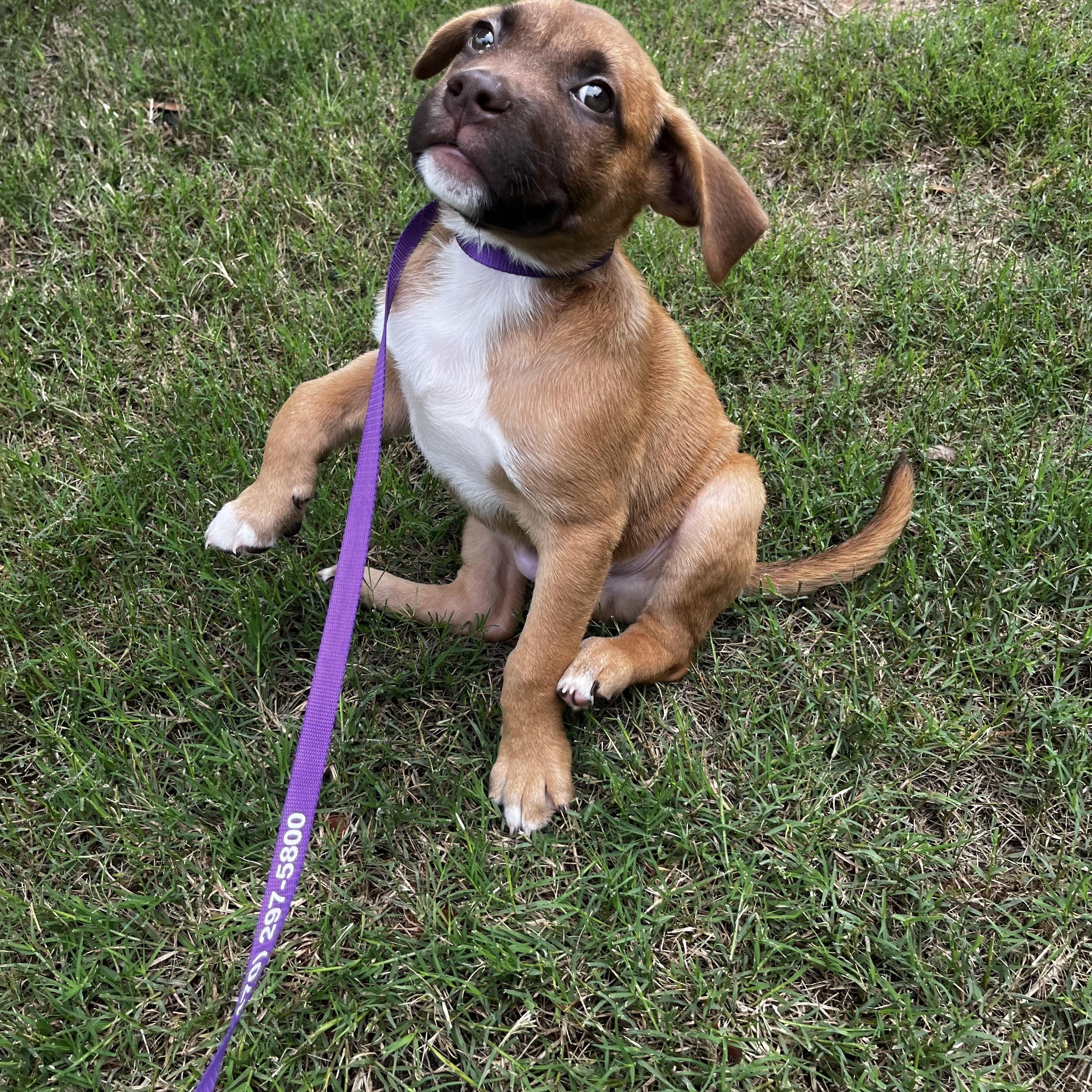 Enlarge Rio, a ADOPTABLE mixed breed in Cumming, GA image 3/6