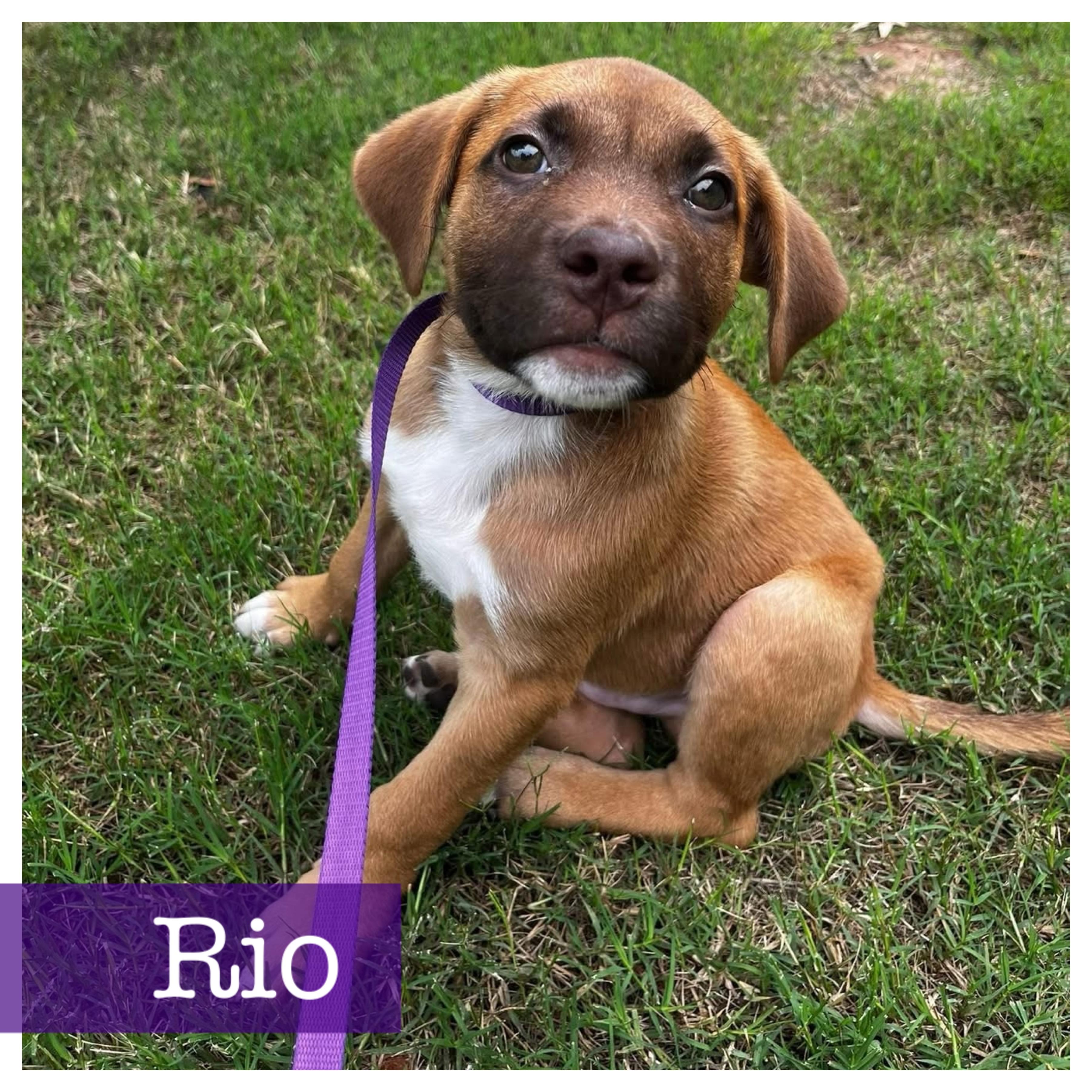 Enlarge Rio, a ADOPTABLE mixed breed in Cumming, GA image 2/6