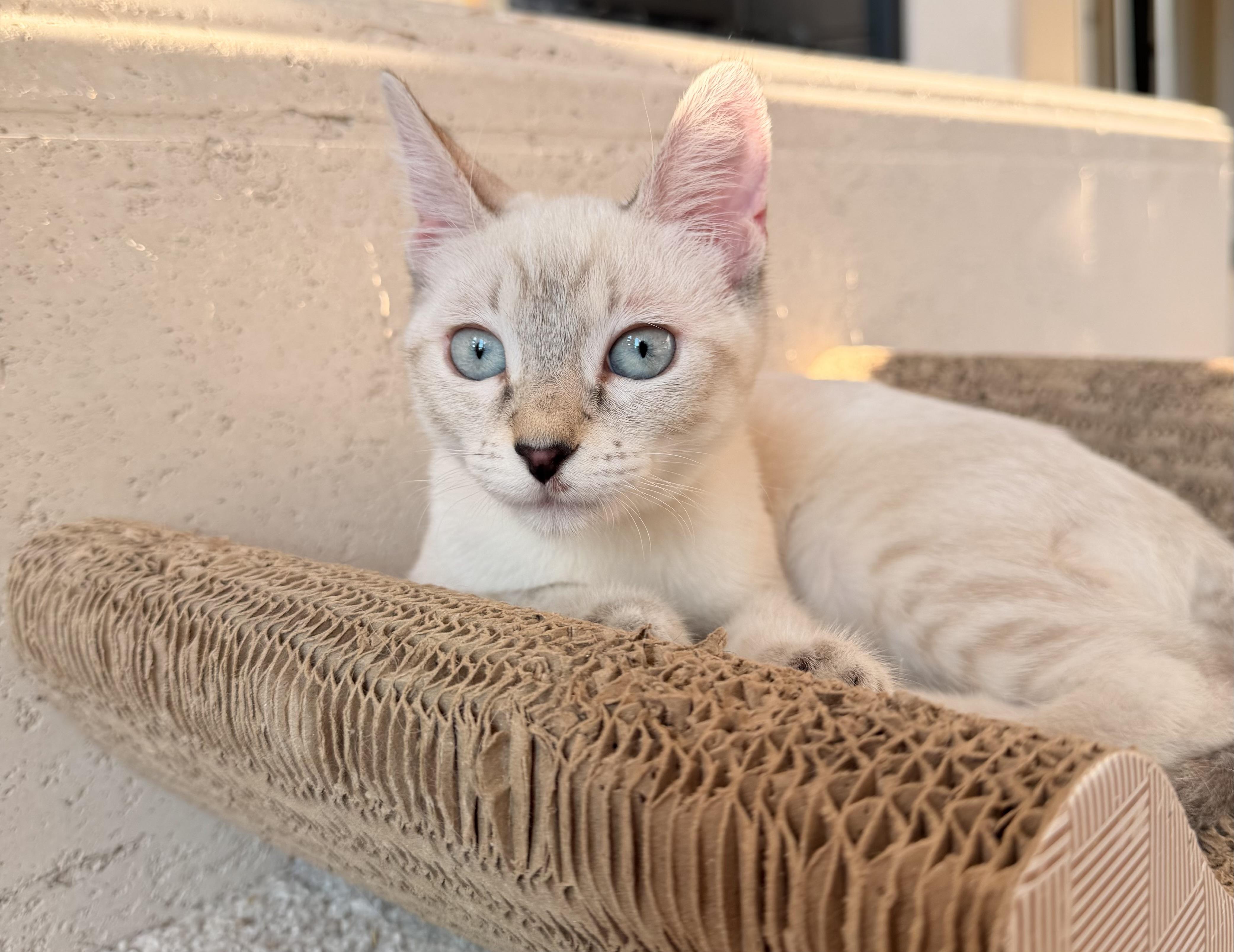 Enlarge Monroe, a Adopted mixed breed in Woodinville, WA image 2/4