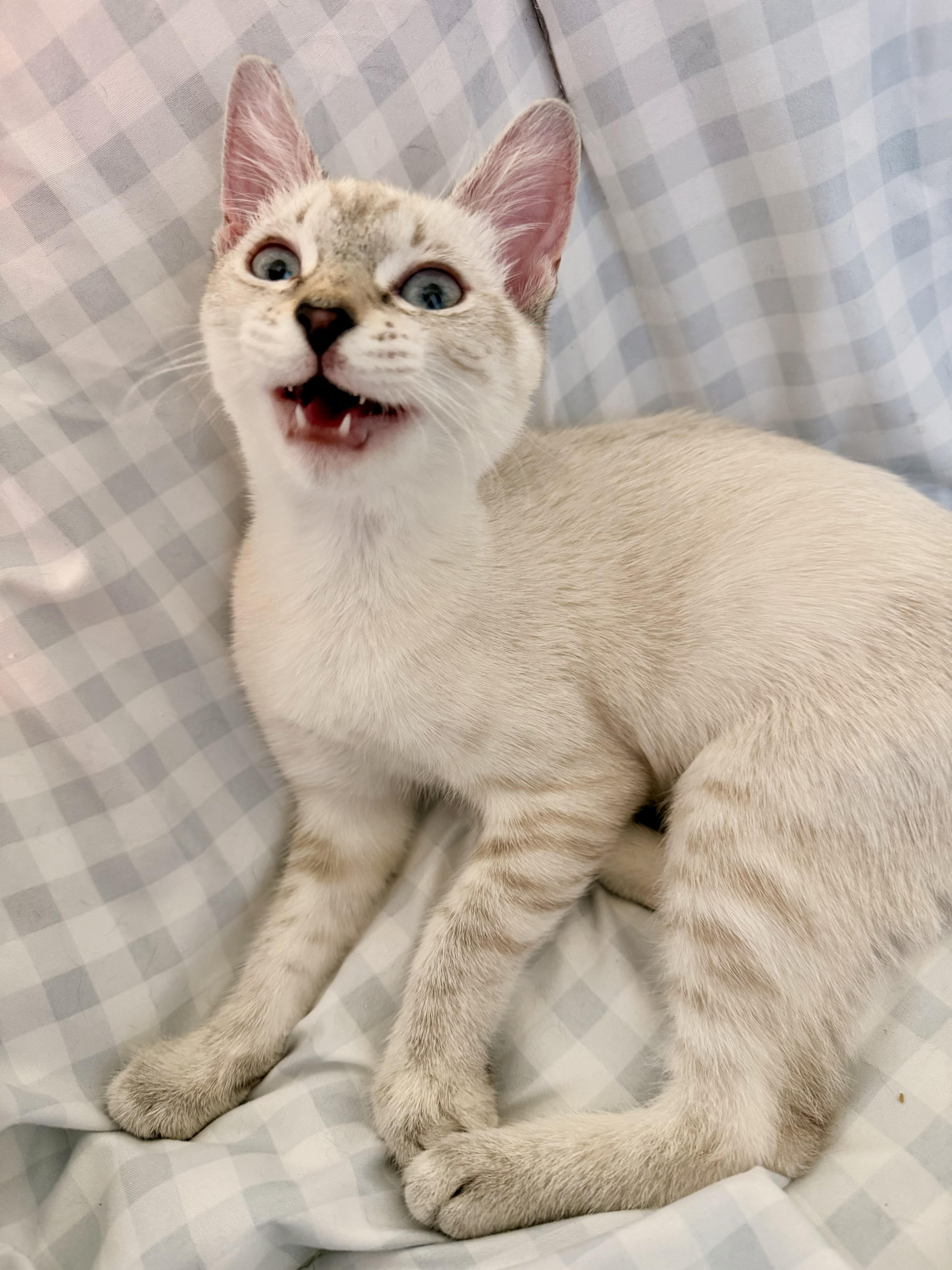 Enlarge Monroe, a Adopted mixed breed in Woodinville, WA image 4/4