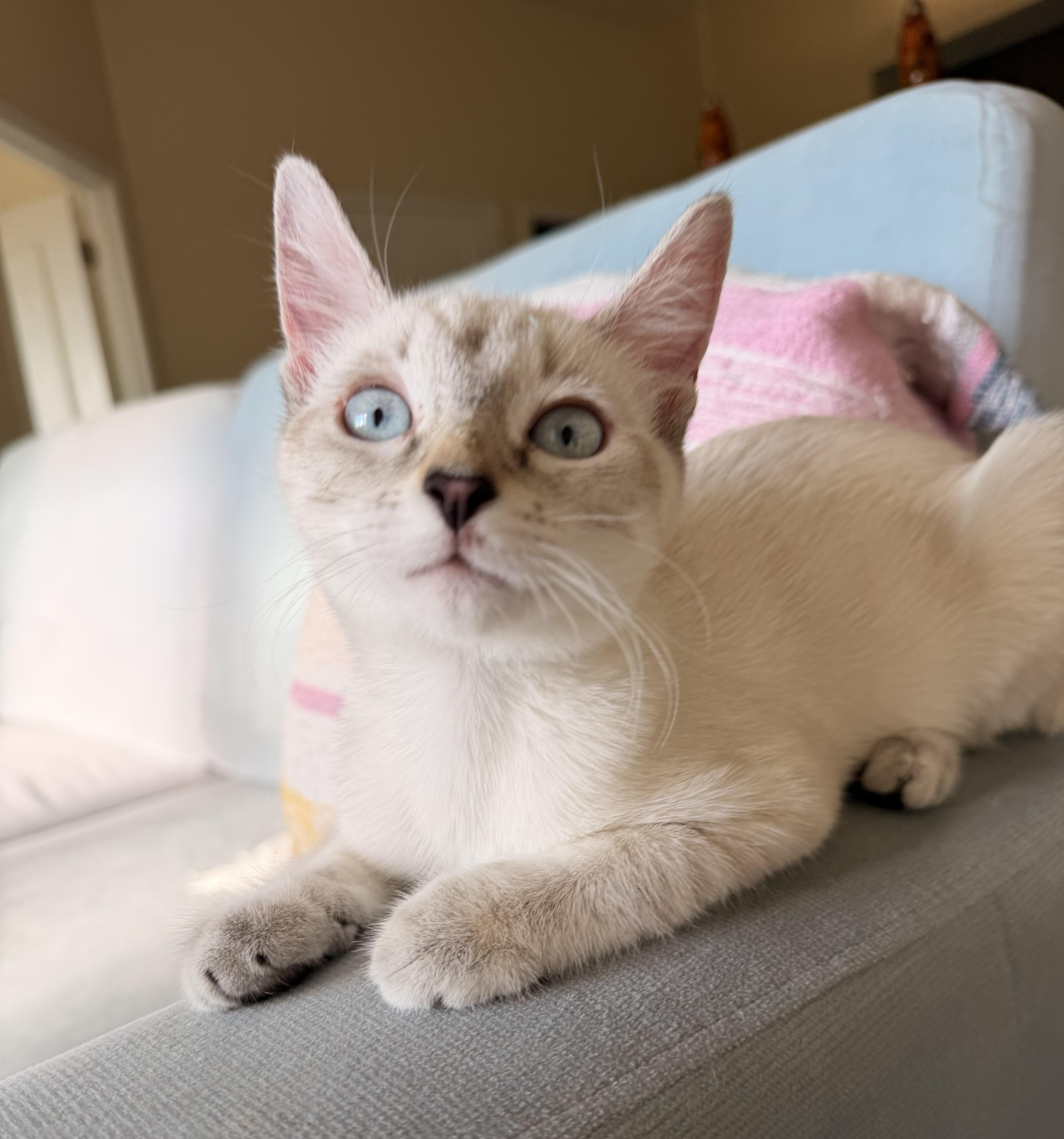 Monroe, Adopted, Kitten Female Siamese.