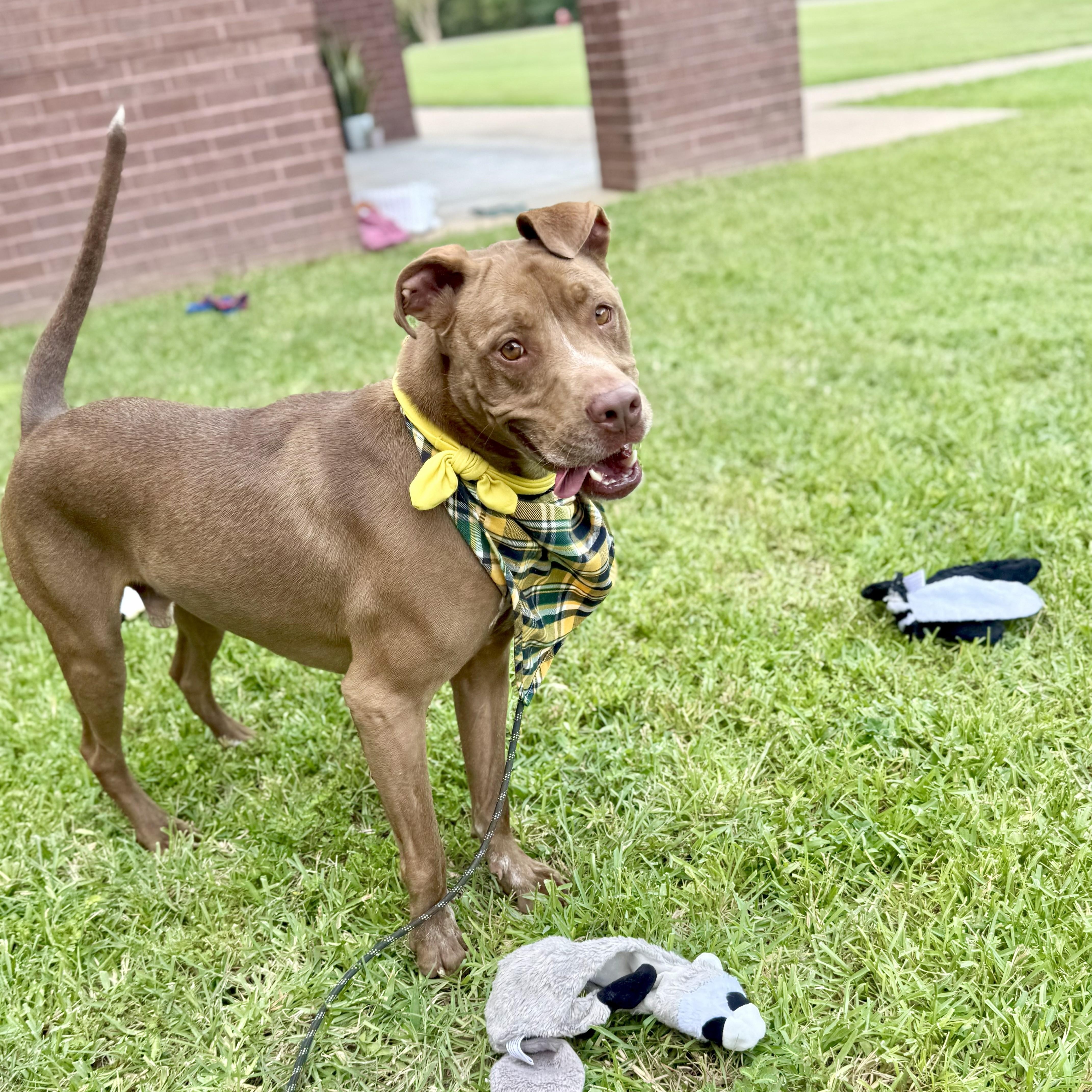 Charley Cookie Crisp — thumbnail 3