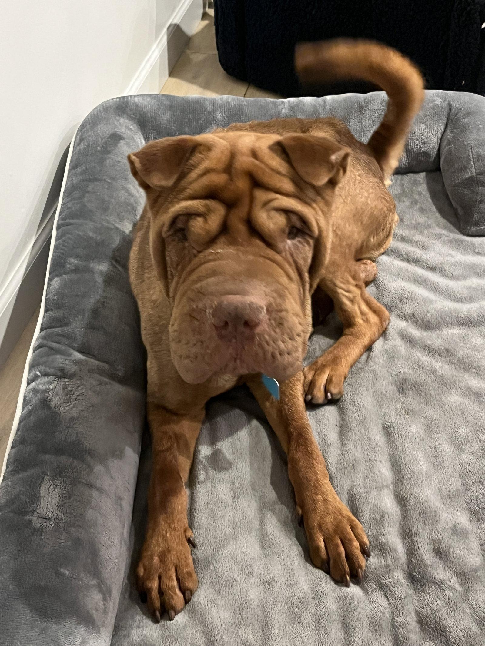 Oso, a Adoptable Shar-Pei in Lake Forest, CA image 1/3