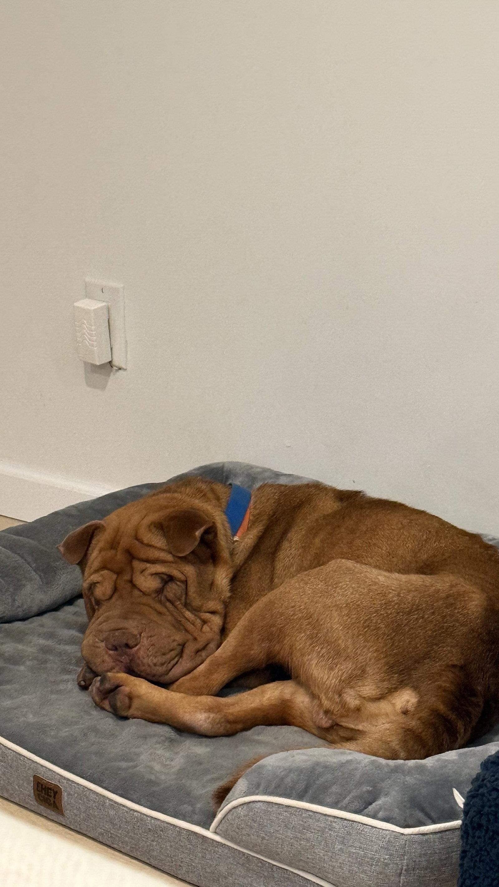 Oso, a Adoptable Shar-Pei in Lake Forest, CA image 2/3