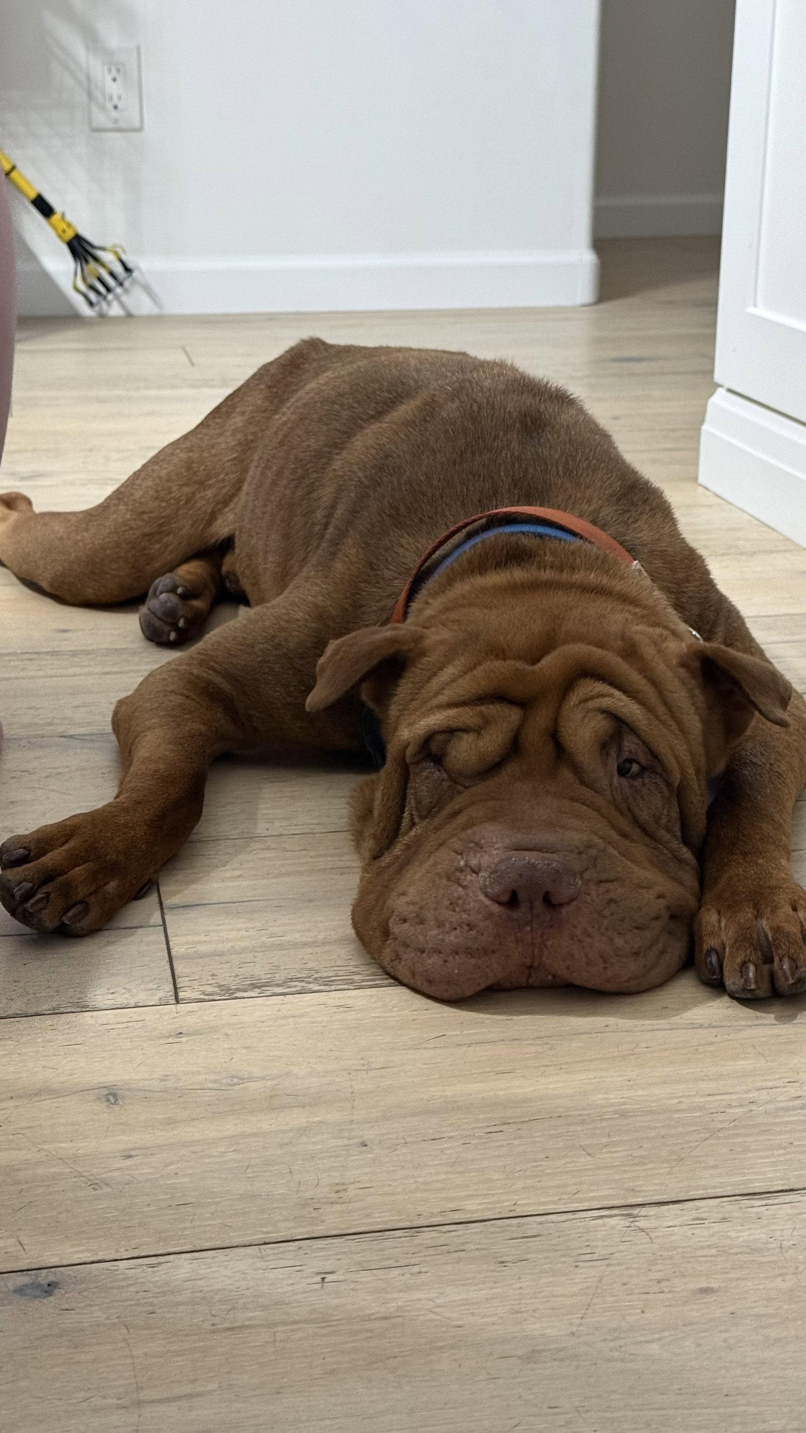 Oso, a Adoptable Shar-Pei in Lake Forest, CA image 3/3