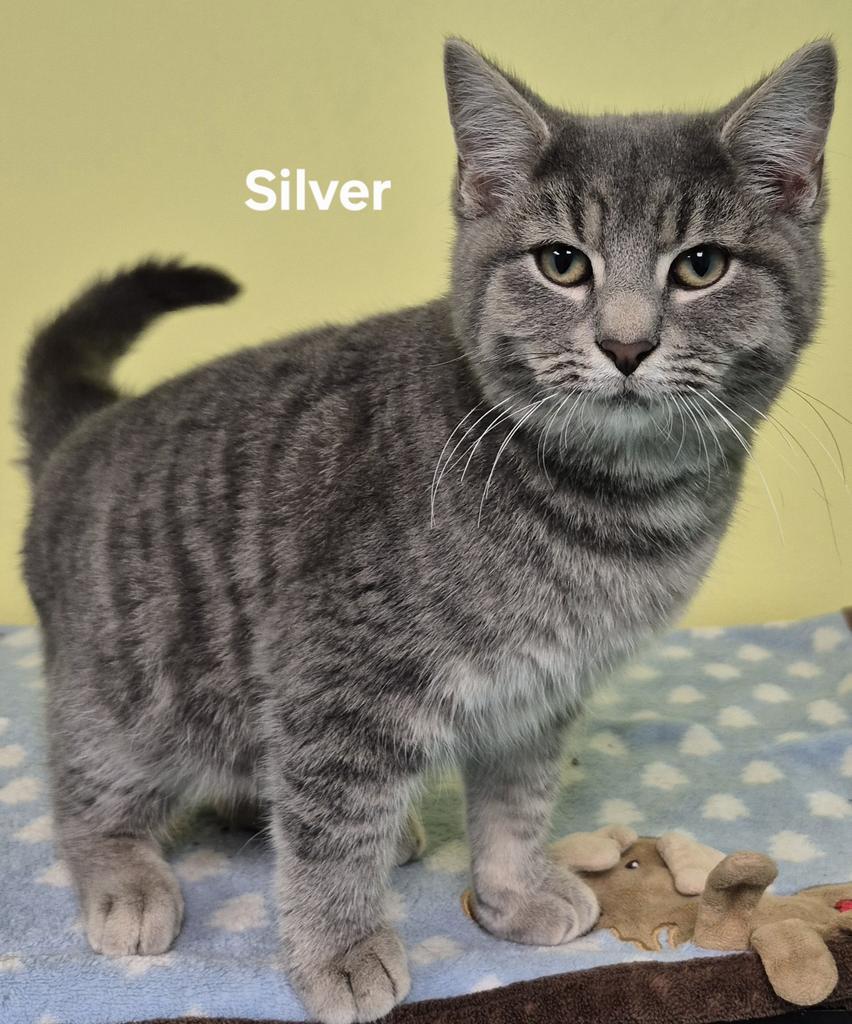 Silver, Adopted, Young Male Domestic Short Hair.