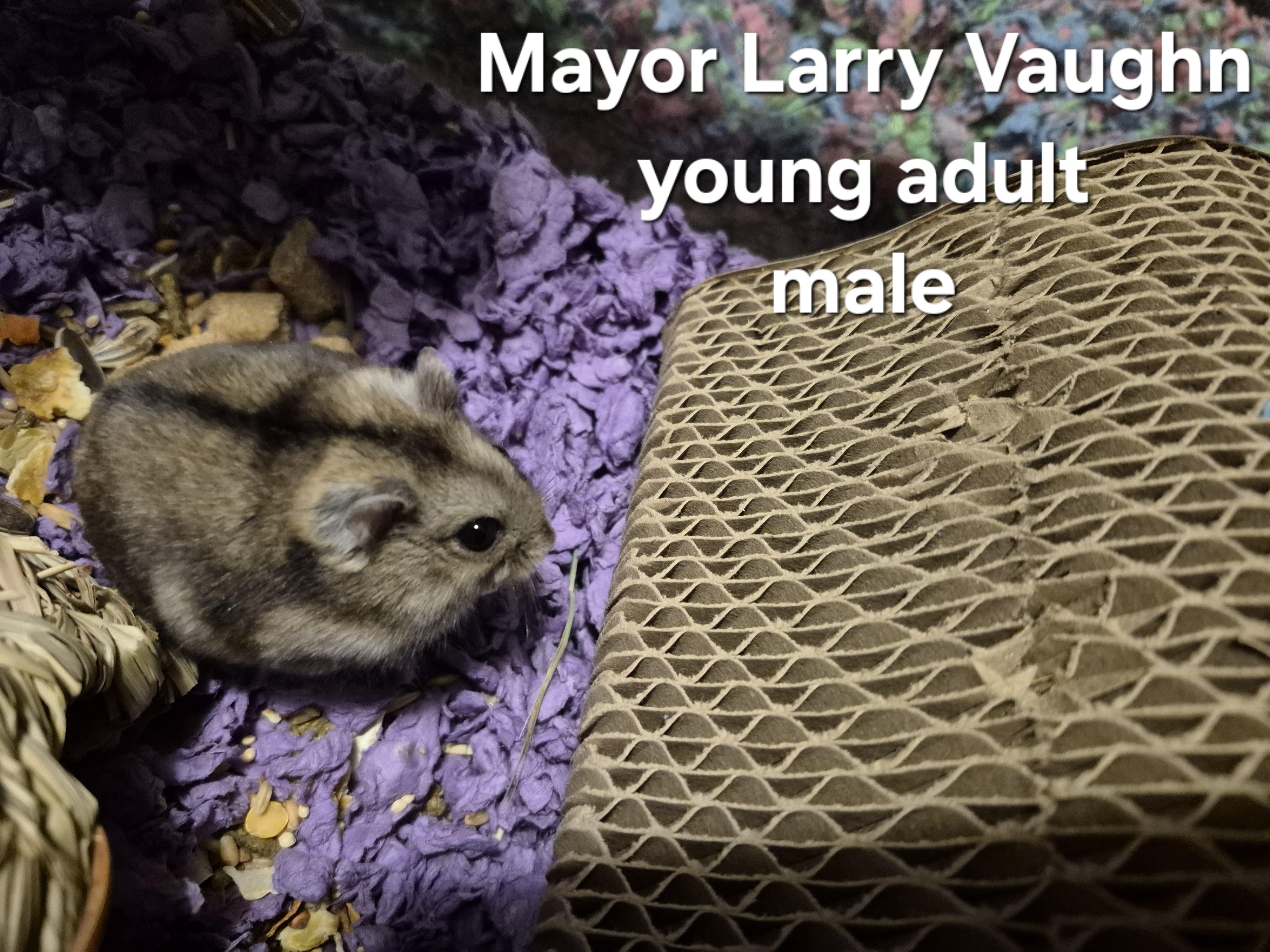 Mayor Larry Vaughn, Young Male Dwarf Hamster