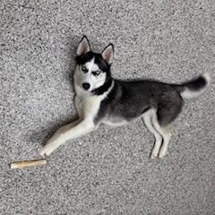 Dog for adoption - Minnie, a Siberian Husky in Wilmington, NC | Petfinder