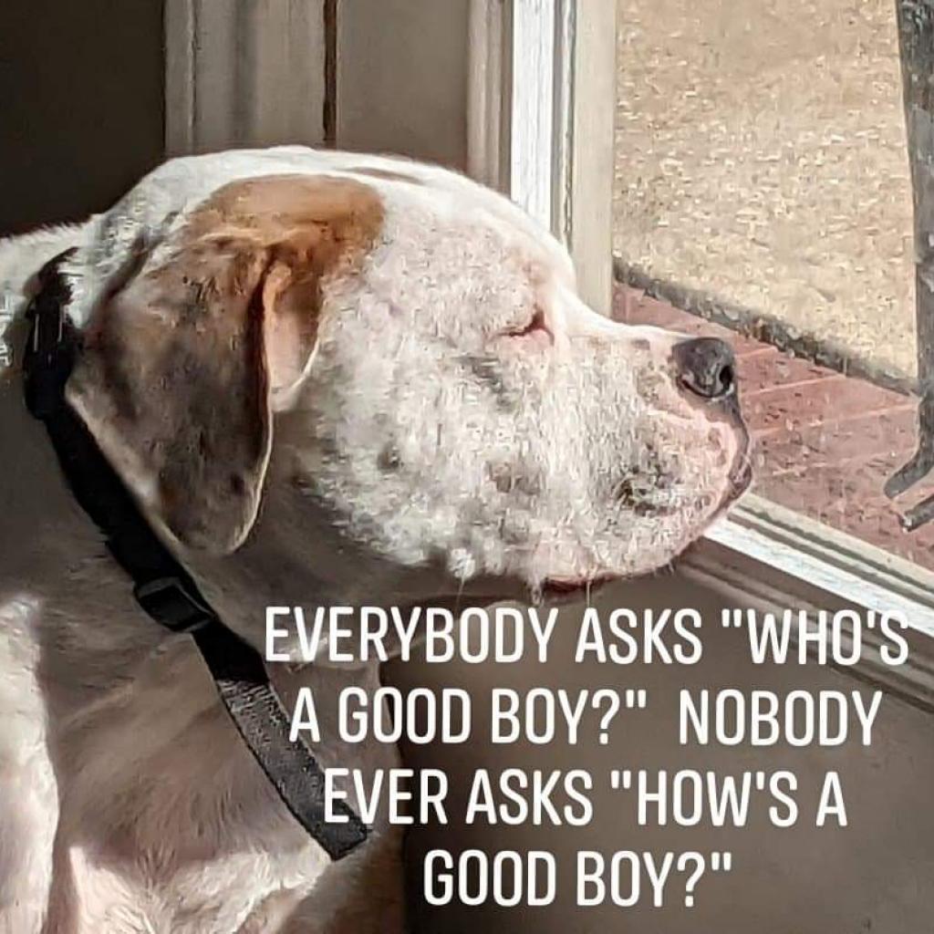 Enlarge Rocco, a Adoptable American Bulldog in Houston, TX image 1/6