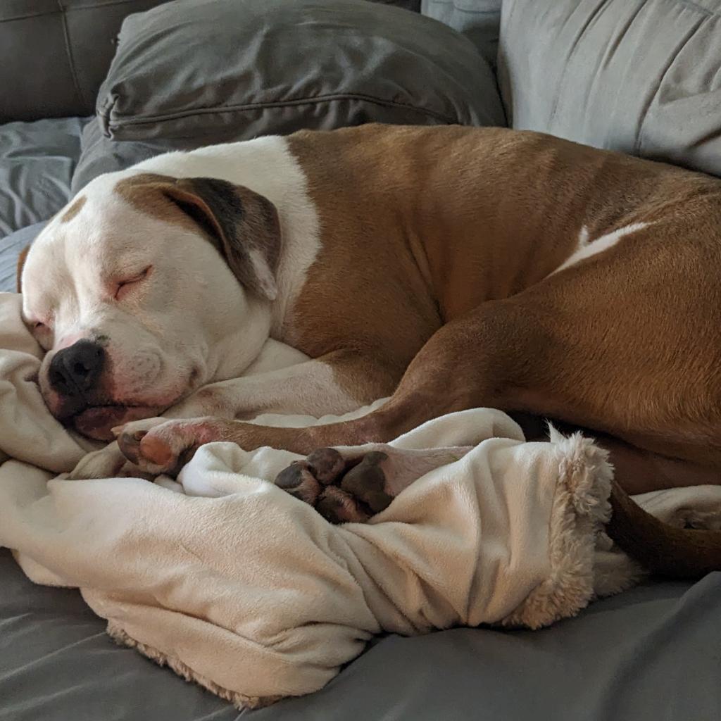 Rocco — thumbnail 2