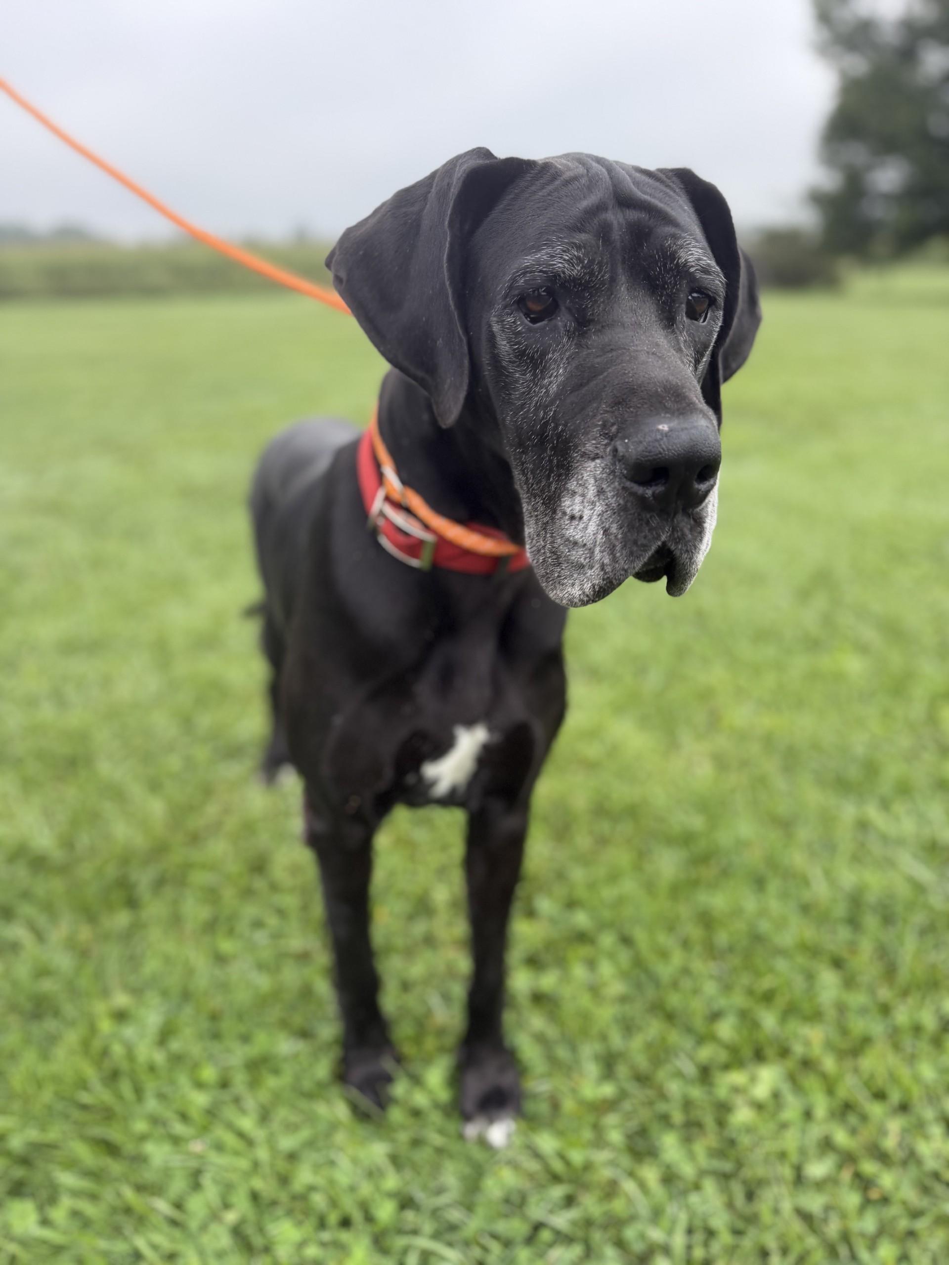 Enlarge Luna, a Adopted mixed breed in Wooster, OH image 1/1