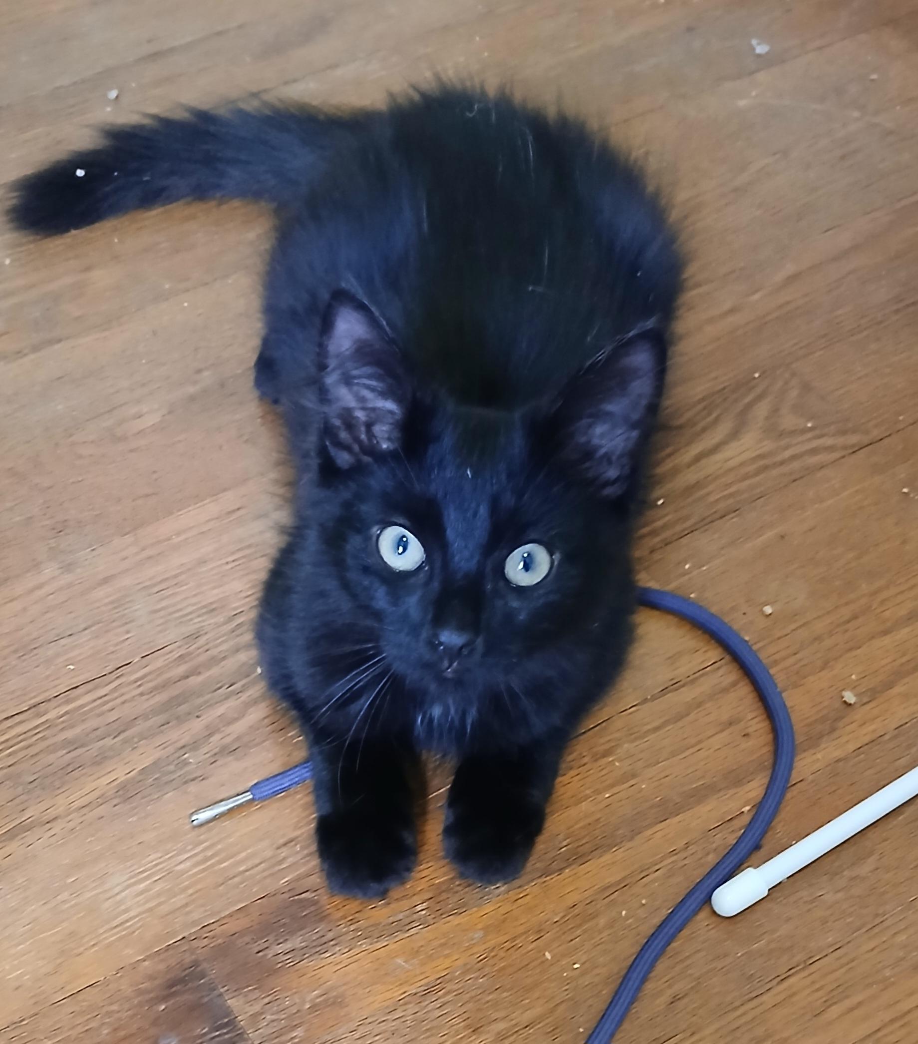 Enlarge Onyx, a ADOPTABLE Domestic Medium Hair in Darien Center, NY image 2/2