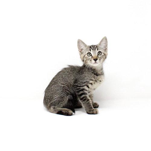 Deer Tiger, Adoptable, Kitten Female Domestic Short Hair.