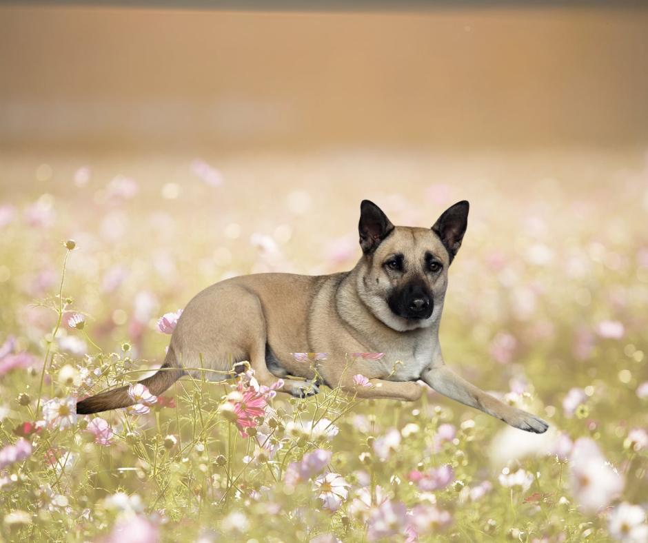 Penny, ADOPTABLE, Adult Female Shepherd.