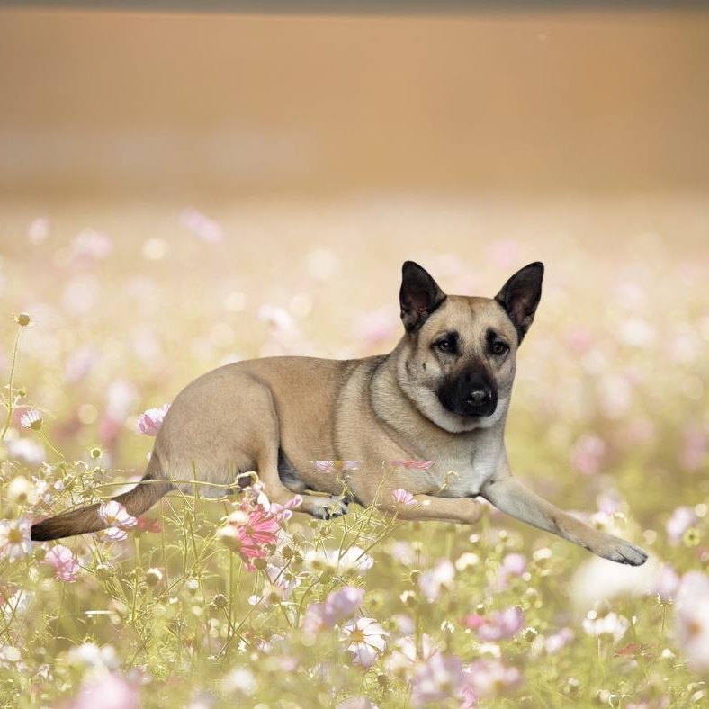 Enlarge Penny, an adoptable mixed breed in Dallas, GA image 1/1
