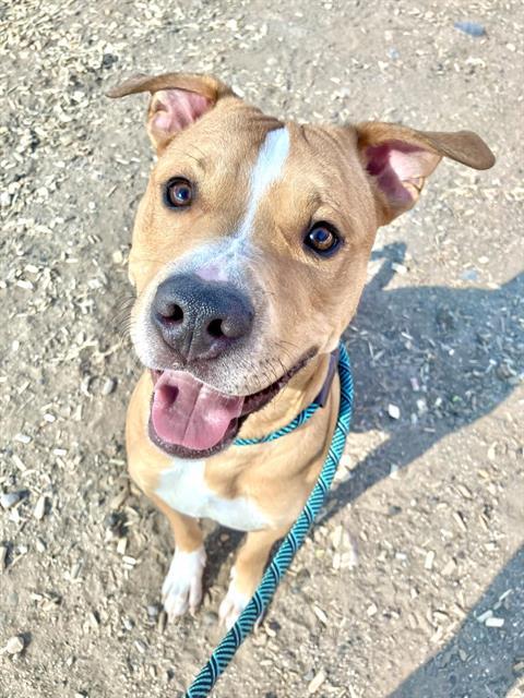 Enlarge BUDDY, a Adoptable mixed breed in Albuquerque, NM image 1/1