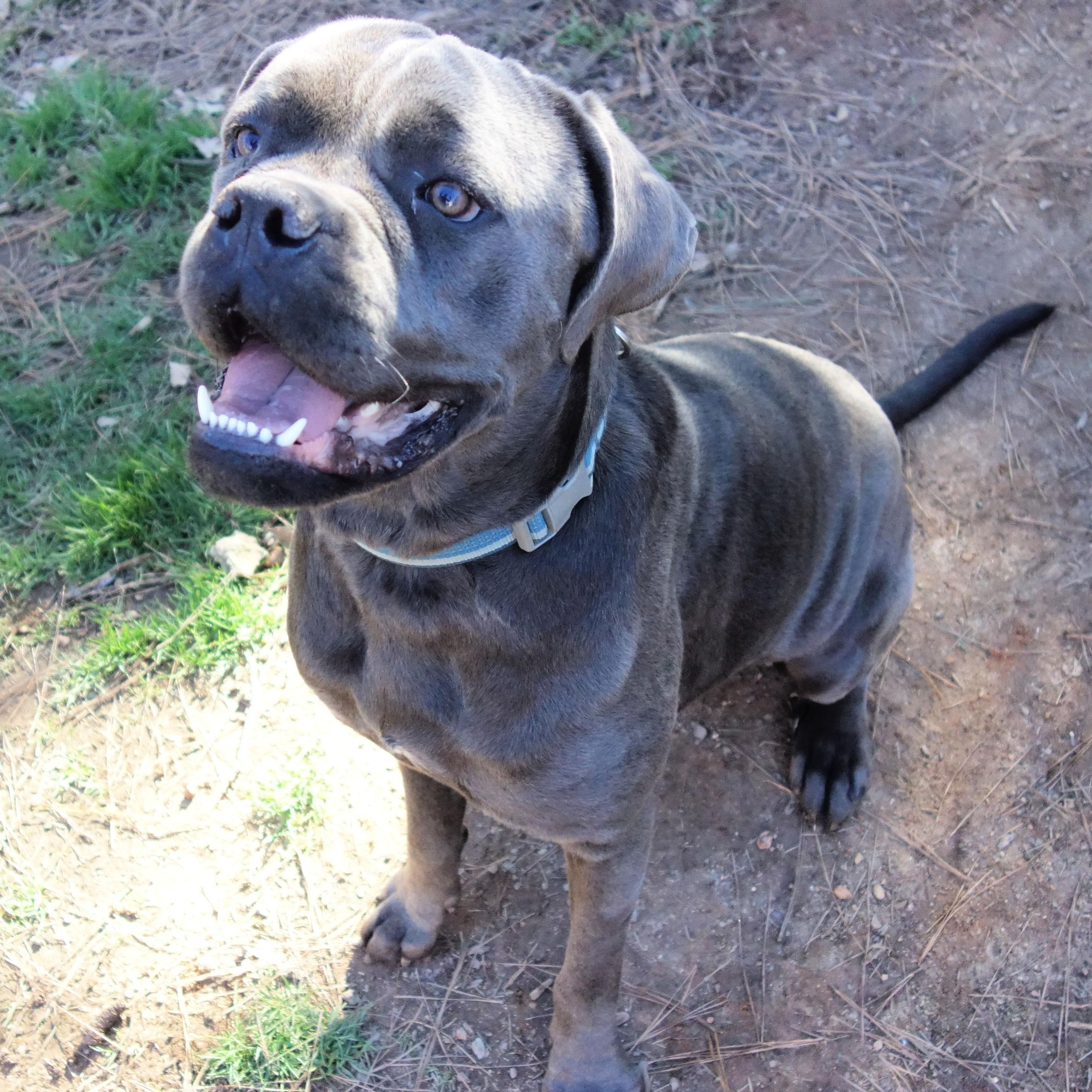 Juco, Adult Male Cane Corso