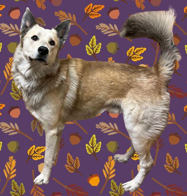 Enlarge Jabari, a Adoptable mixed breed in Salem, OR image 1/4