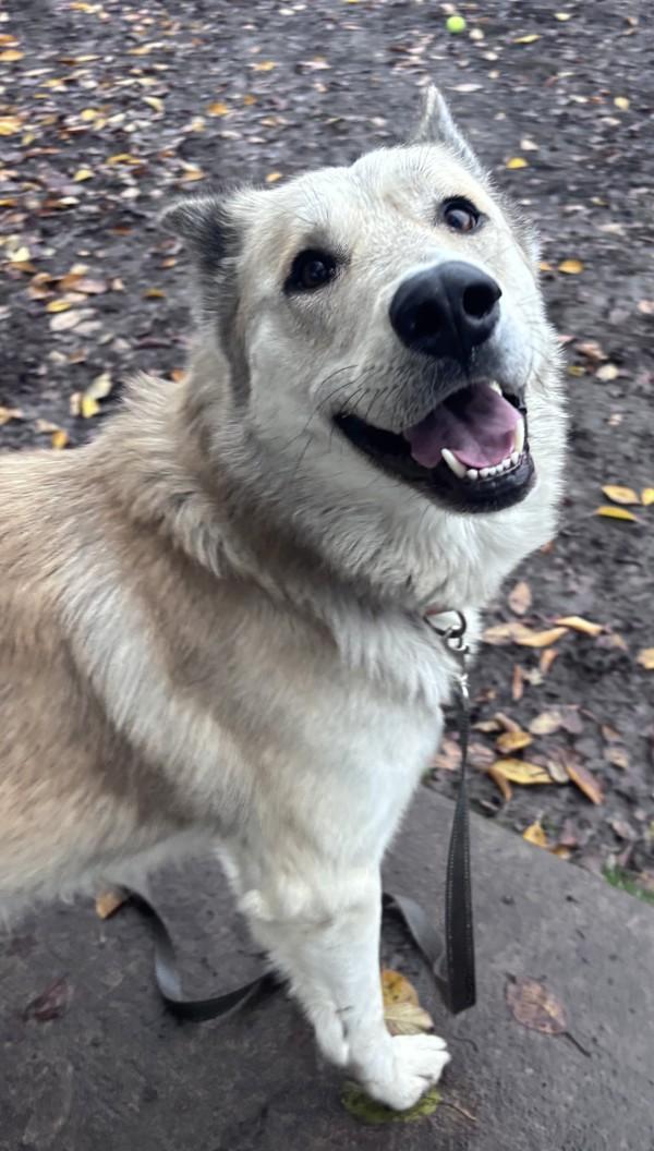 Enlarge Jabari, a Adoptable mixed breed in Salem, OR image 3/4