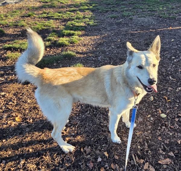 Enlarge Jabari, a Adoptable mixed breed in Salem, OR image 4/4