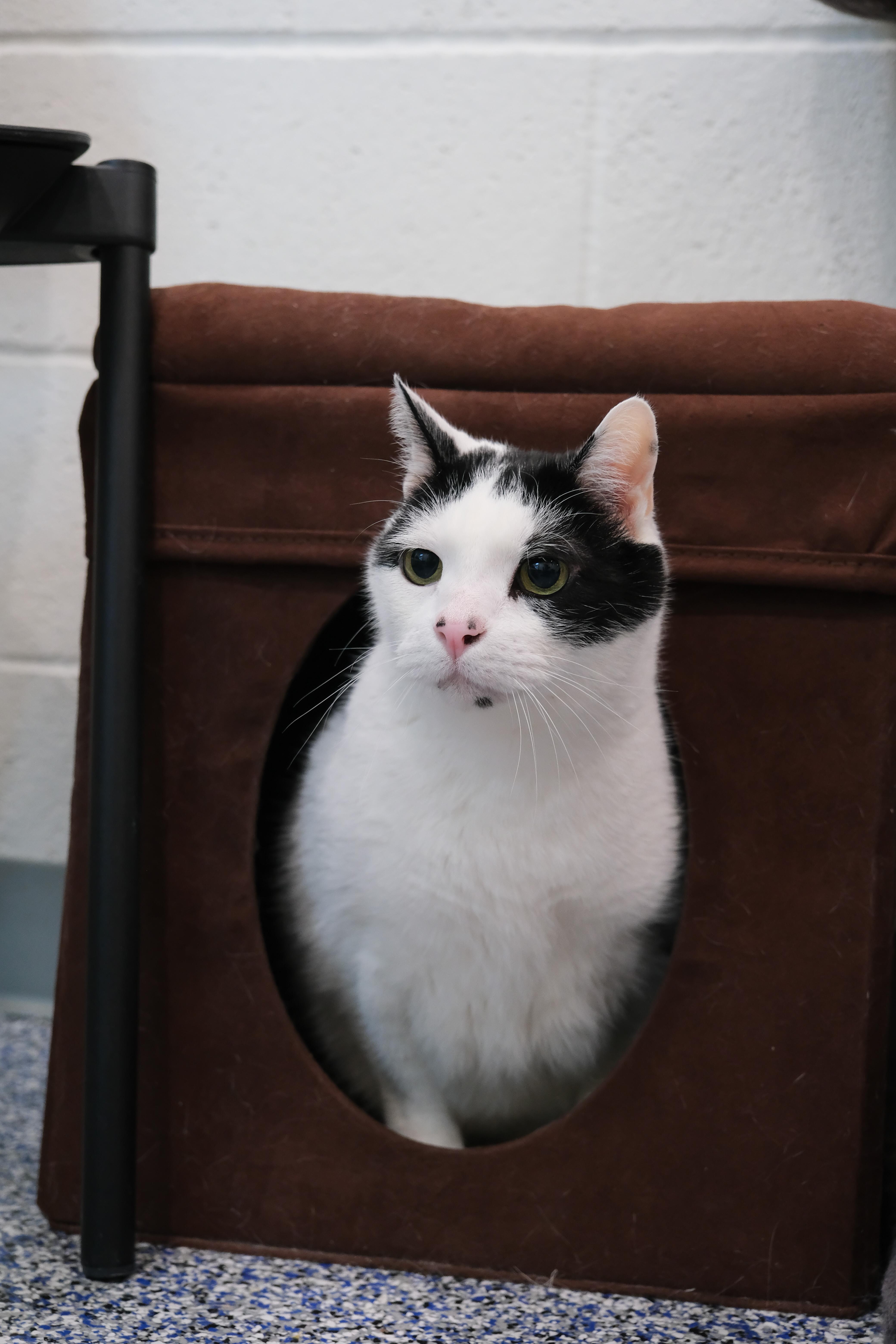 Cat for adoption Katze, a Domestic Short Hair in Newport Beach, CA