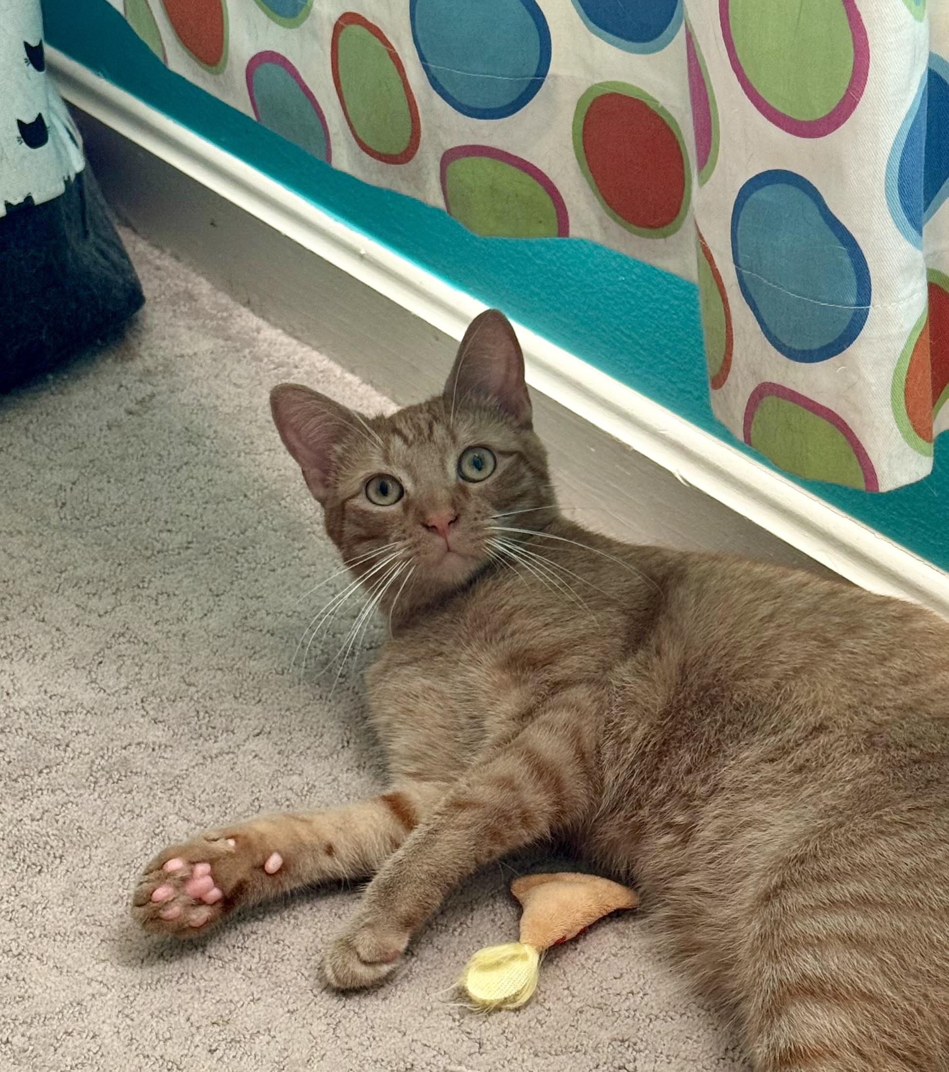 Newt, Adoptable, Young Male Domestic Short Hair.