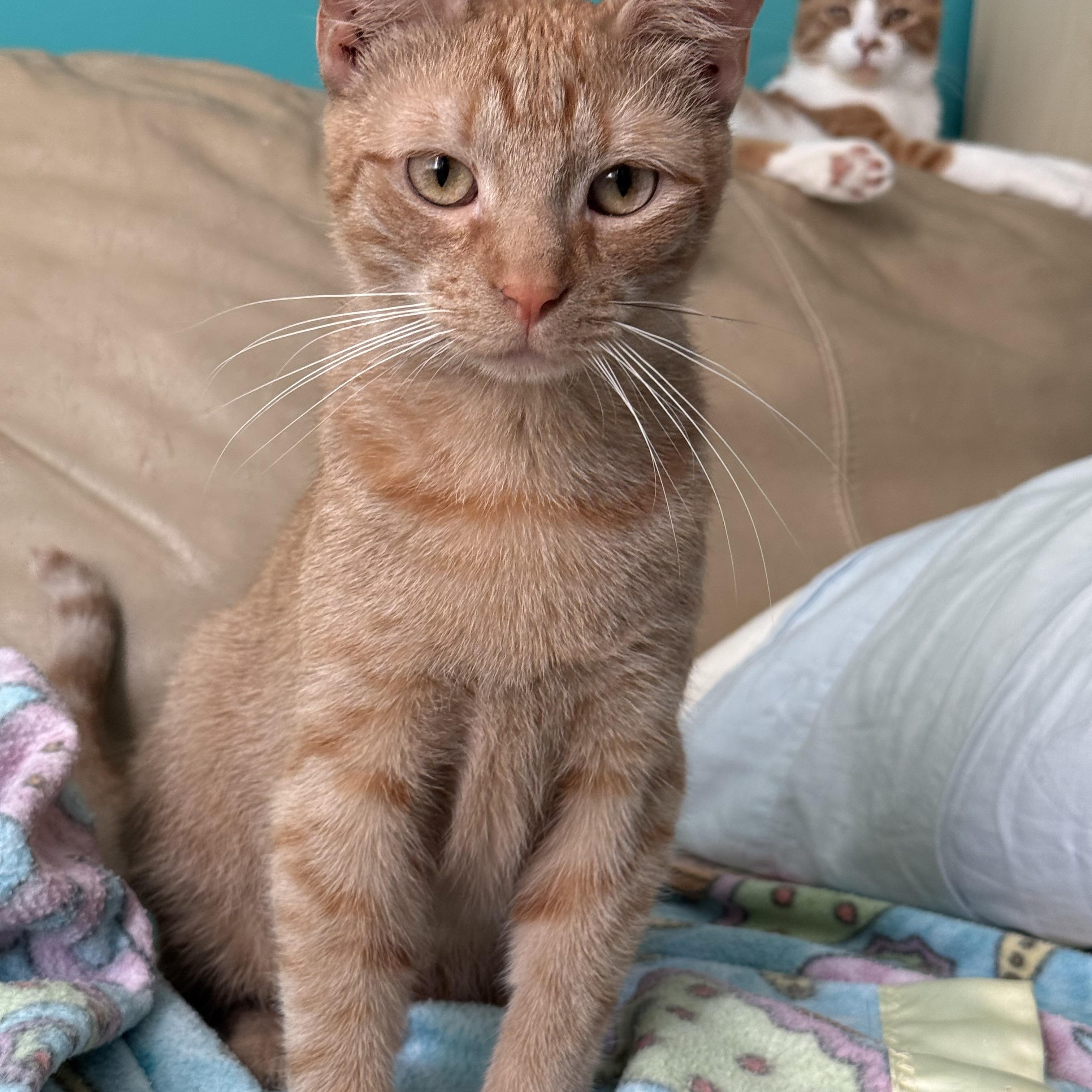 Newt, a Adoptable Domestic Short Hair in North East, MD image 2/3