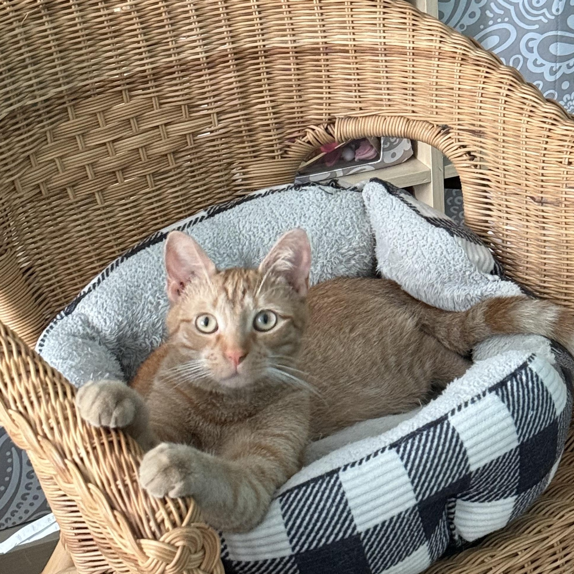 Newt, a Adoptable Domestic Short Hair in North East, MD image 3/3