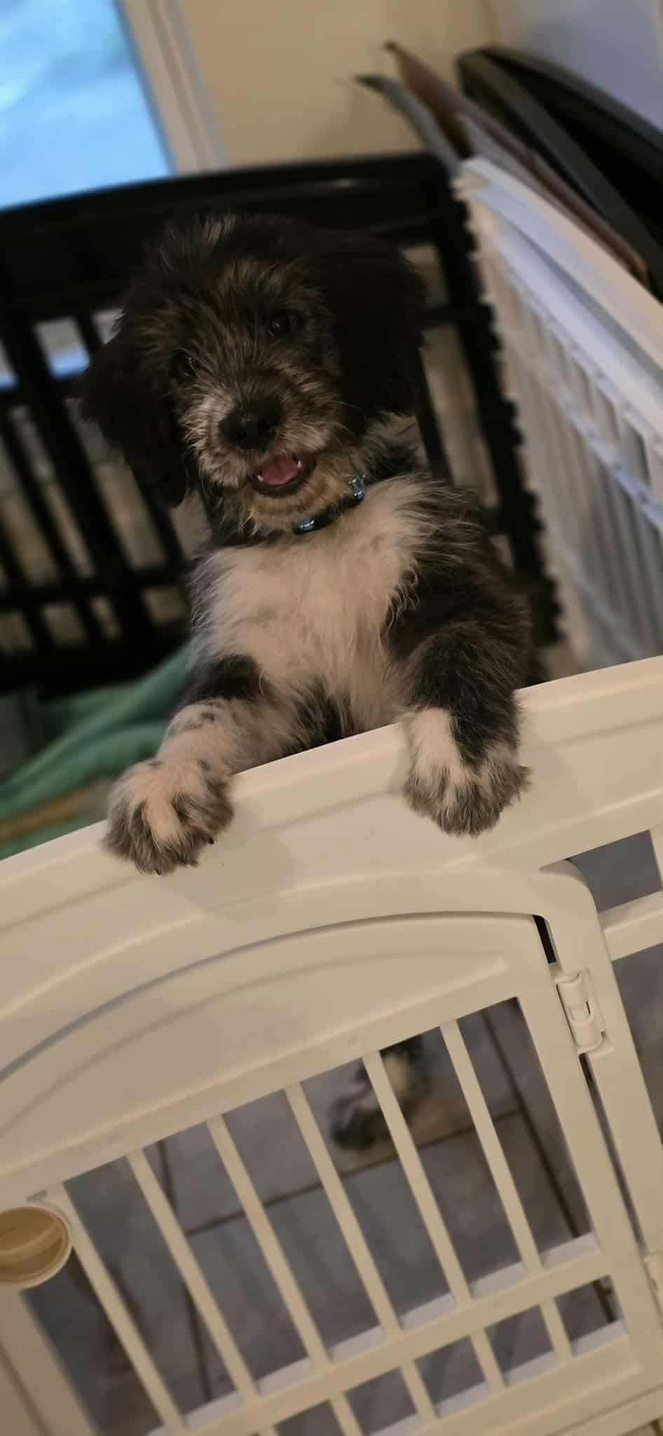 Fluffy McStuffins, an adoptable Aussiedoodle in Walker, LA, 70785 | Photo Image 2
