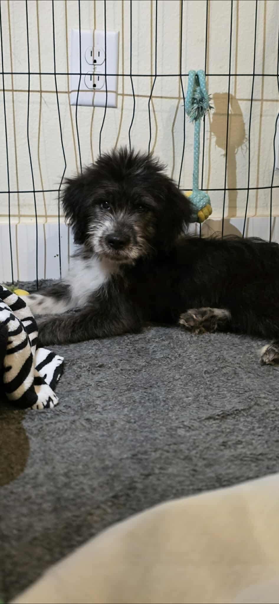 Fluffy McStuffins, an adoptable Aussiedoodle in Walker, LA, 70785 | Photo Image 1